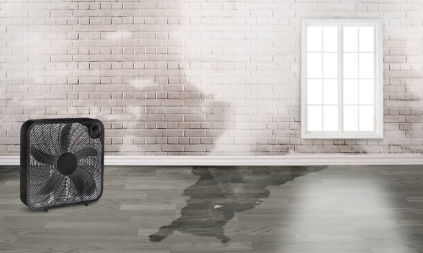 Best Water damage restoration near me  in Indian Springs Village, AL